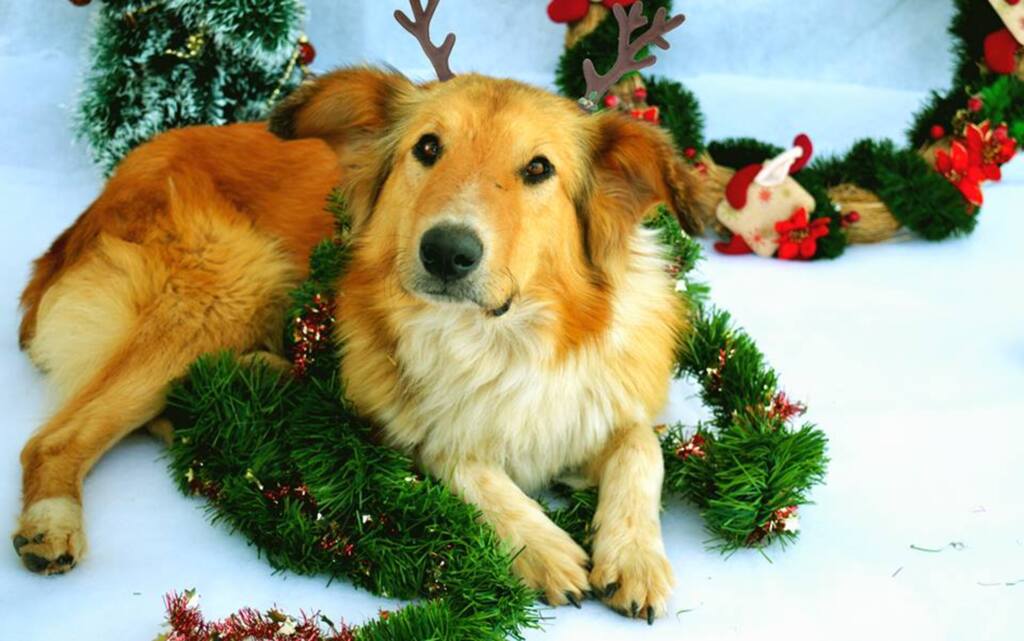 FOTOS: campanha de Natal com cães sensibiliza para a adoção de animais abandonados