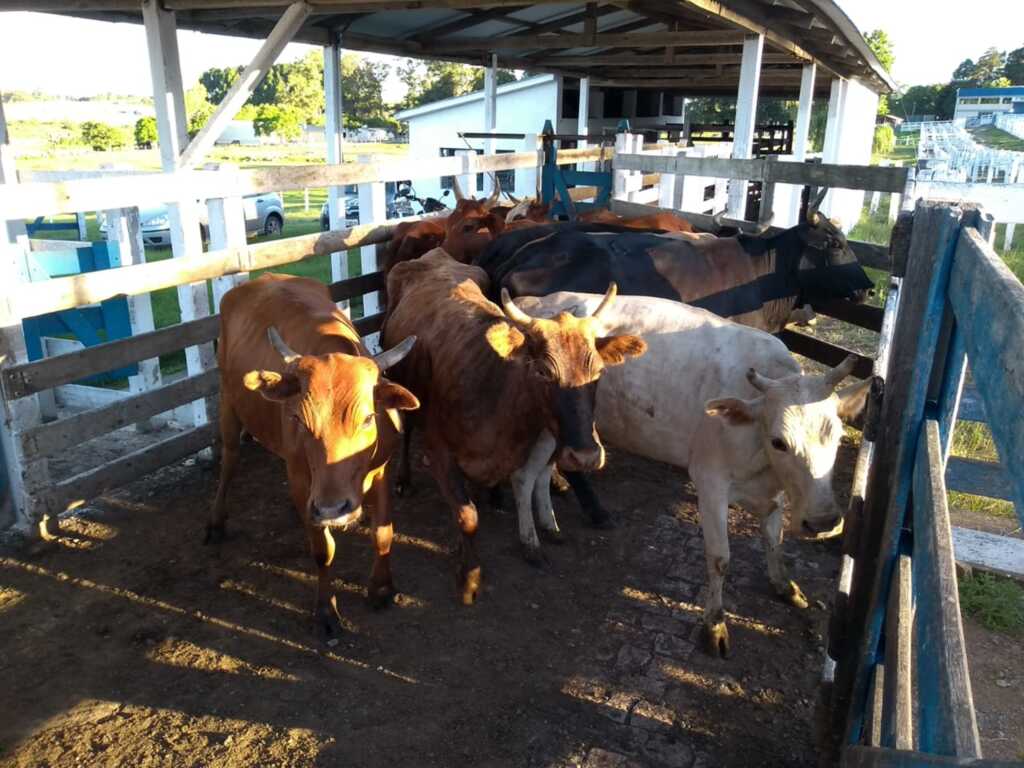 Polícia recupera 10 animais furtados de propriedade rural em Caçapava do Sul