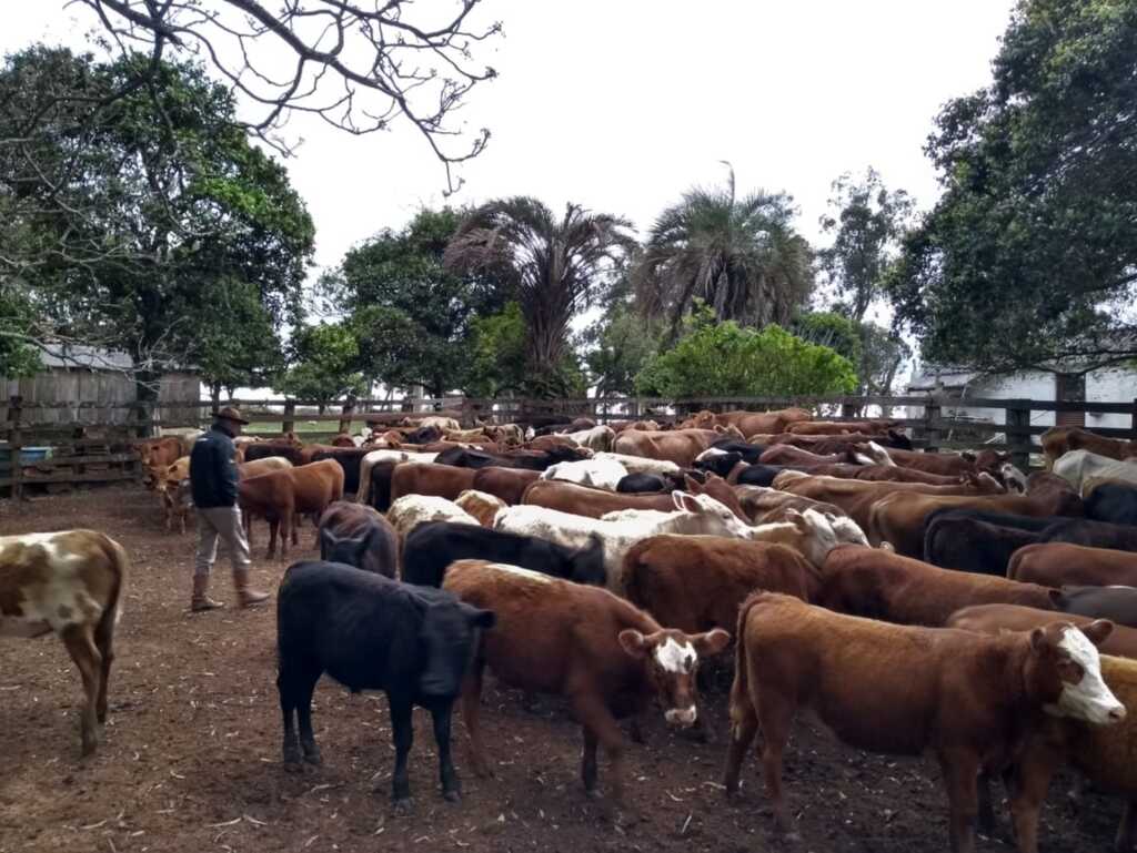Suspeito de integrar esquema de receptação de gado furtado em Caçapava do Sul é preso