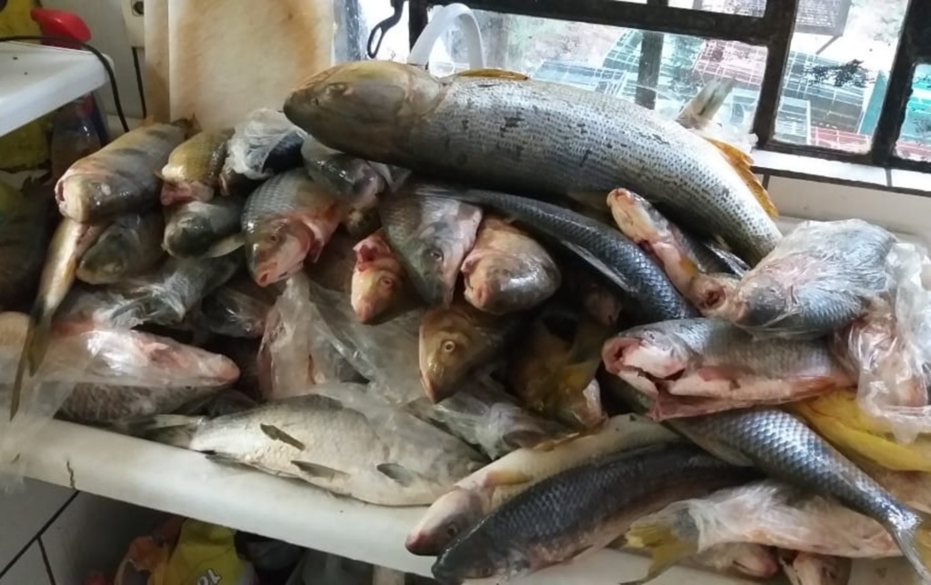 Polícia apreende 80 peixes e detém pescadores por crime ambiental em Agudo
