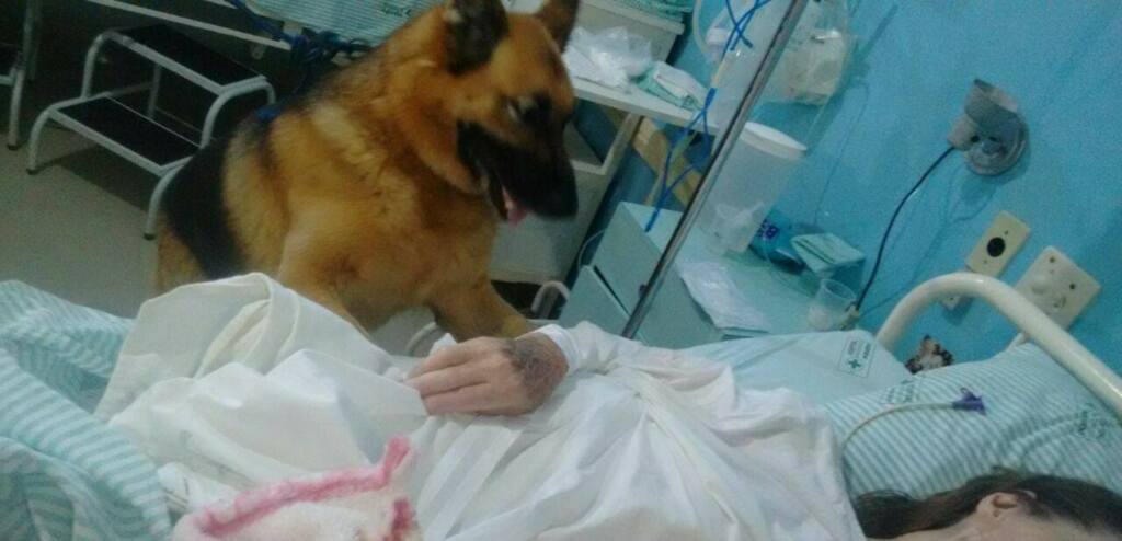 Foto: Hospital Agudo (Divulgação) - Em fevereiro, o pastor alemão Nenê pôde visitar a dona, de 80 anos, internada havia quatro meses
