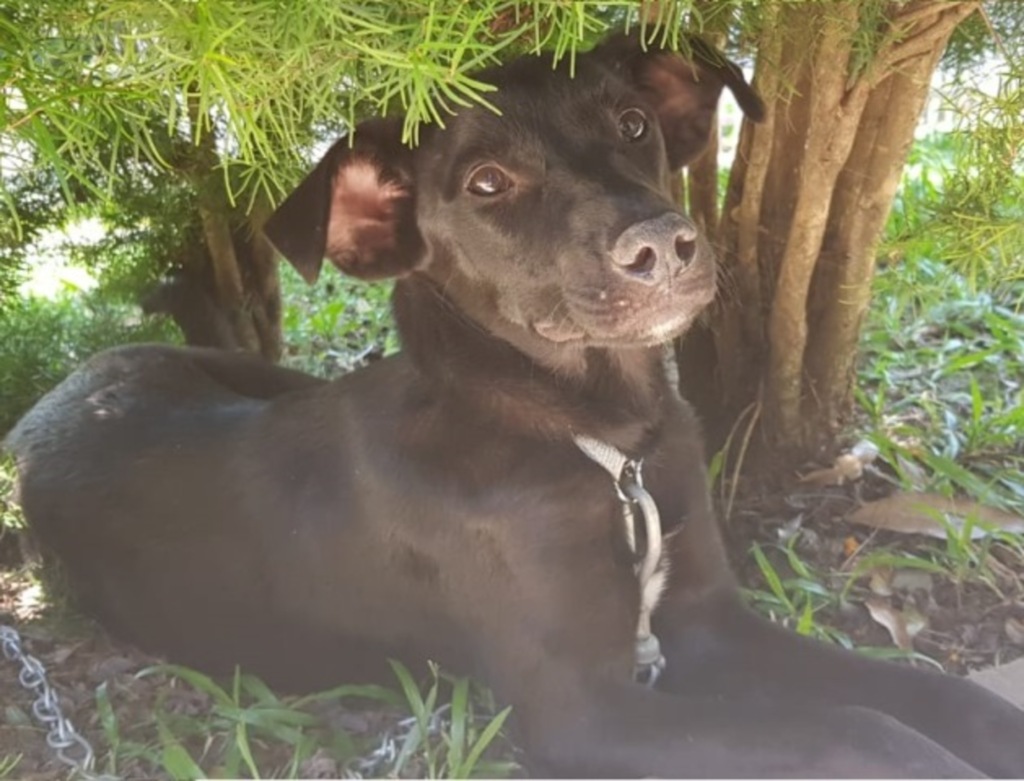 Cachorrinho abandonado em casa de leitora precisa de lar