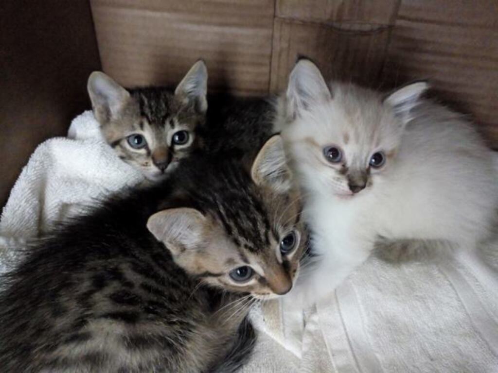 Trio de gatinhos precisa de lar