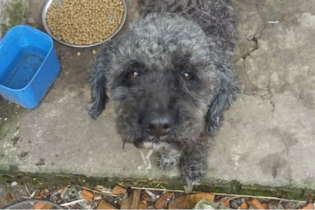 Poodle abandonado precisa de lar