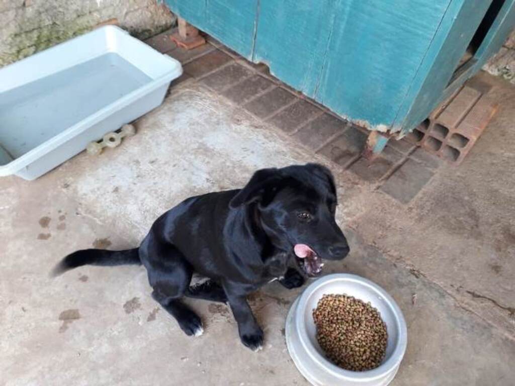 Cachorrinha resgatada por grupo precisa de lar