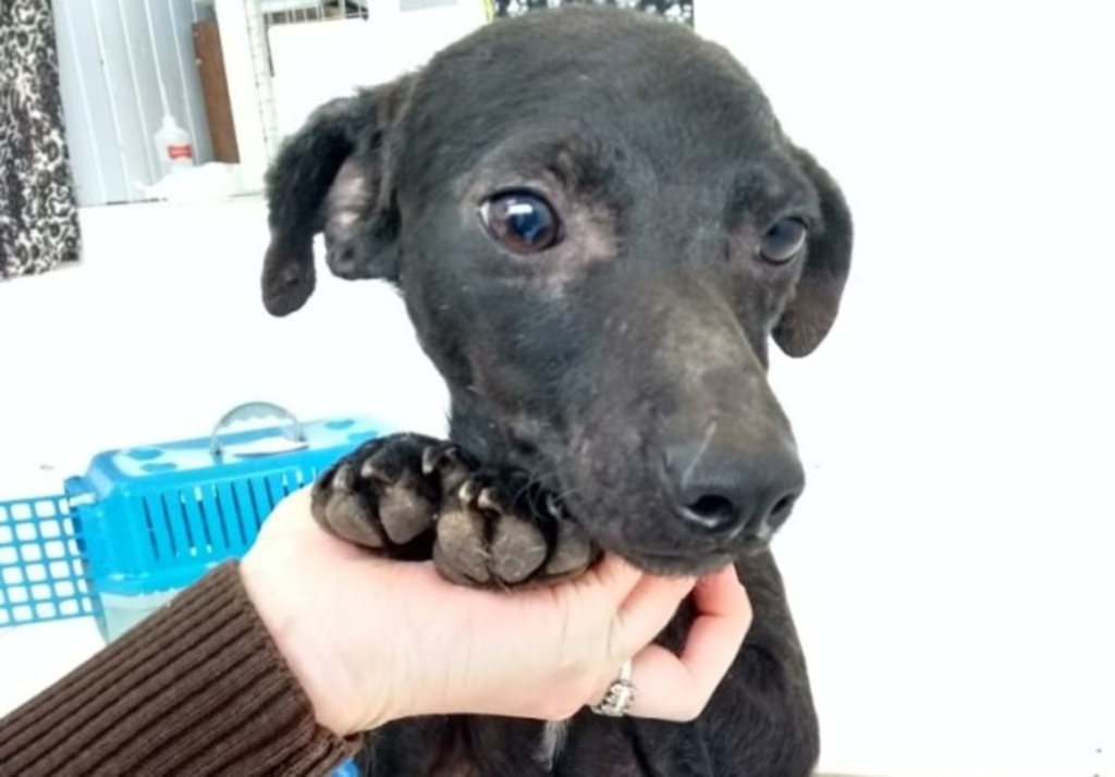 Muito dócil, cachorrinha aguarda um tutor responsável