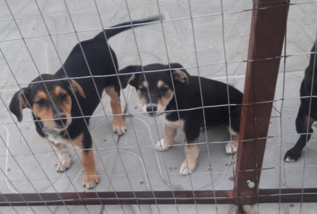 Cachorrinhos irmãos precisam de lar