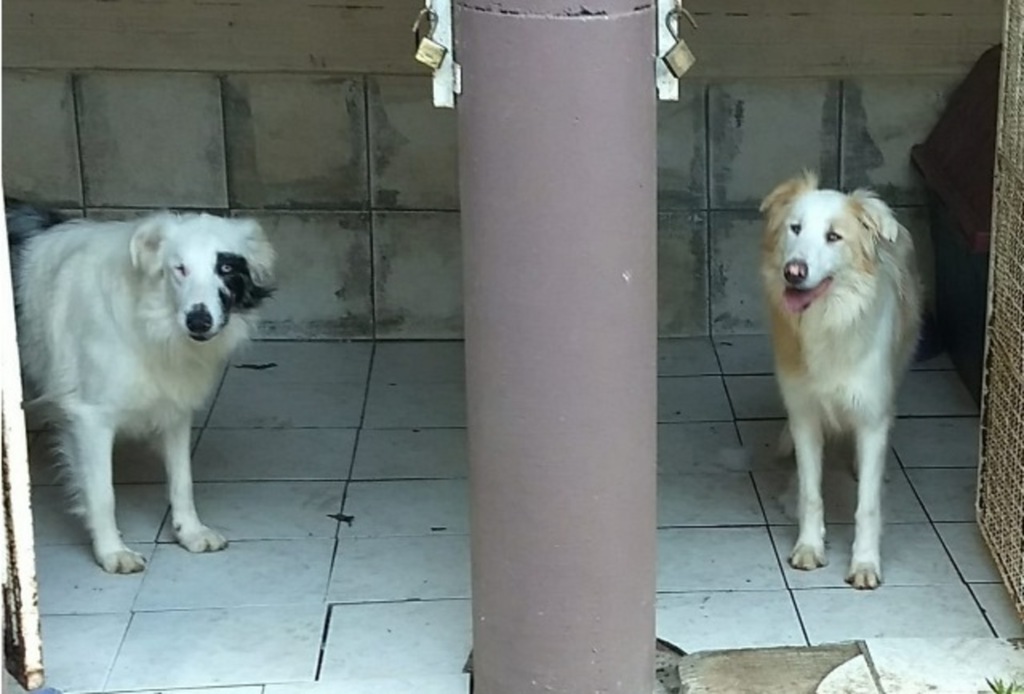 Cachorrinhas cegas precisam de lar