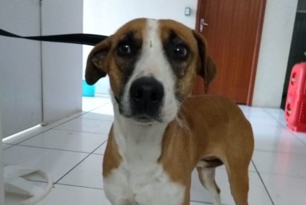 Cachorrinha resgatada procura lar com tutores amorosos