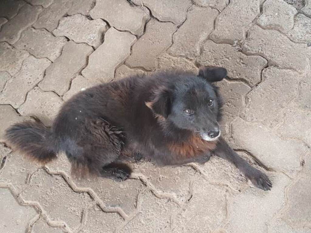 Lobinho precisa de uma casa