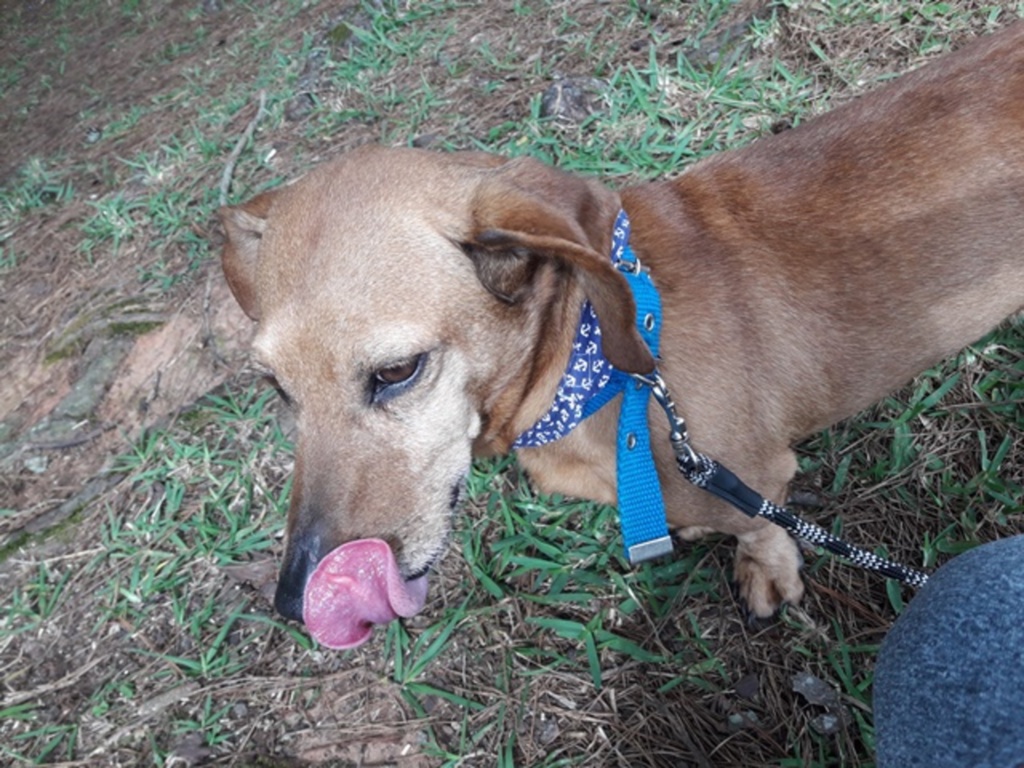 Cachorrinho salsicha precisa de lar