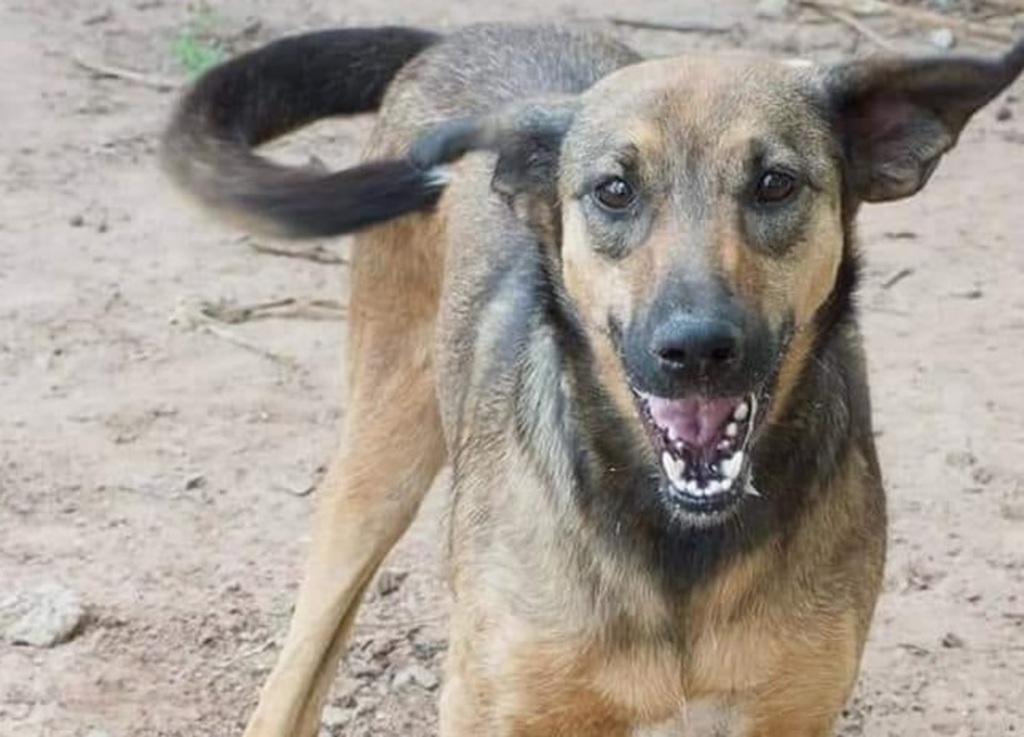 De porte M a G, Capitu adora correr e brincar