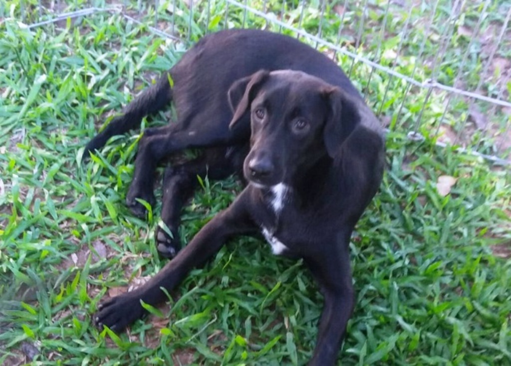 Abandonada duas vezes, cachorrinha de porte G quer casa