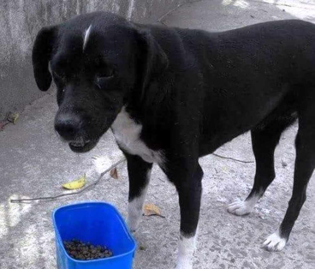 Cachorrinha resgatada da rua precisa de lar