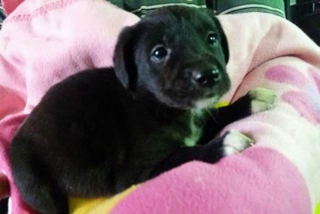 Cachorrinha com 40 dias de vida quer um lar