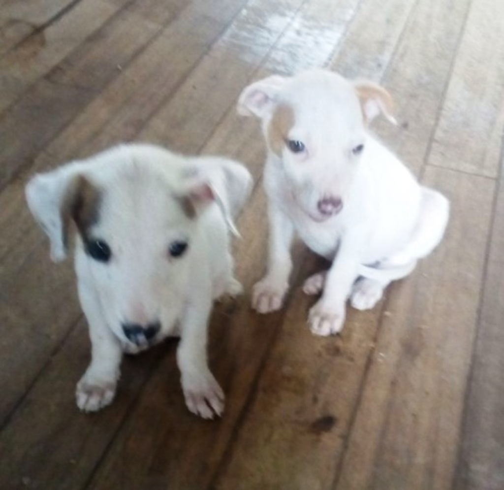 Cachorrinhas irmãs precisam de casa