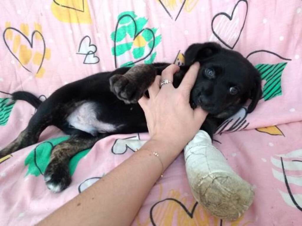 Cachorrinho se recupera de luxação e precisa de lar