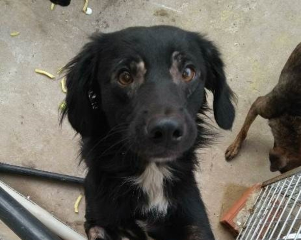 Recuperado de sarna, cachorrinho busca lar