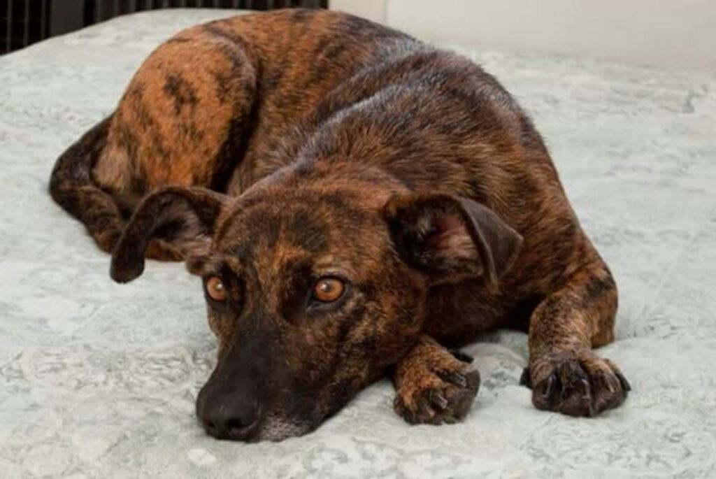 Cachorrinha superou abandono e agora procura lar