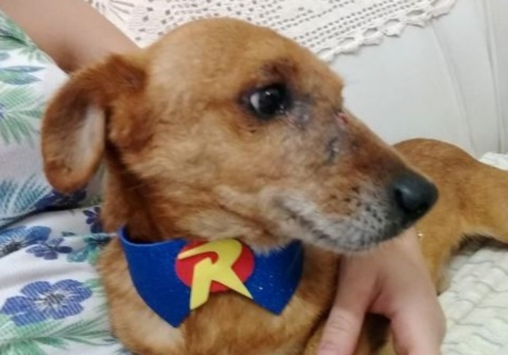 Após vencer tumor, cachorrinho precisa de um lar