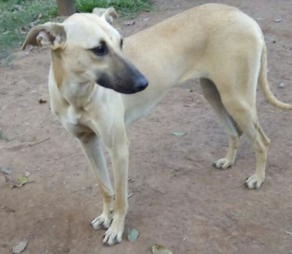 Cachorrinha quer uma casa para chamar de sua