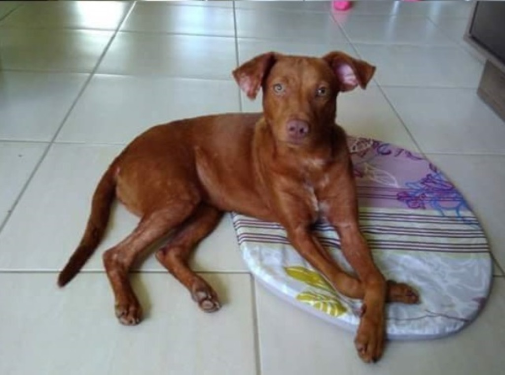 Cachorrinha precisa de nova casa