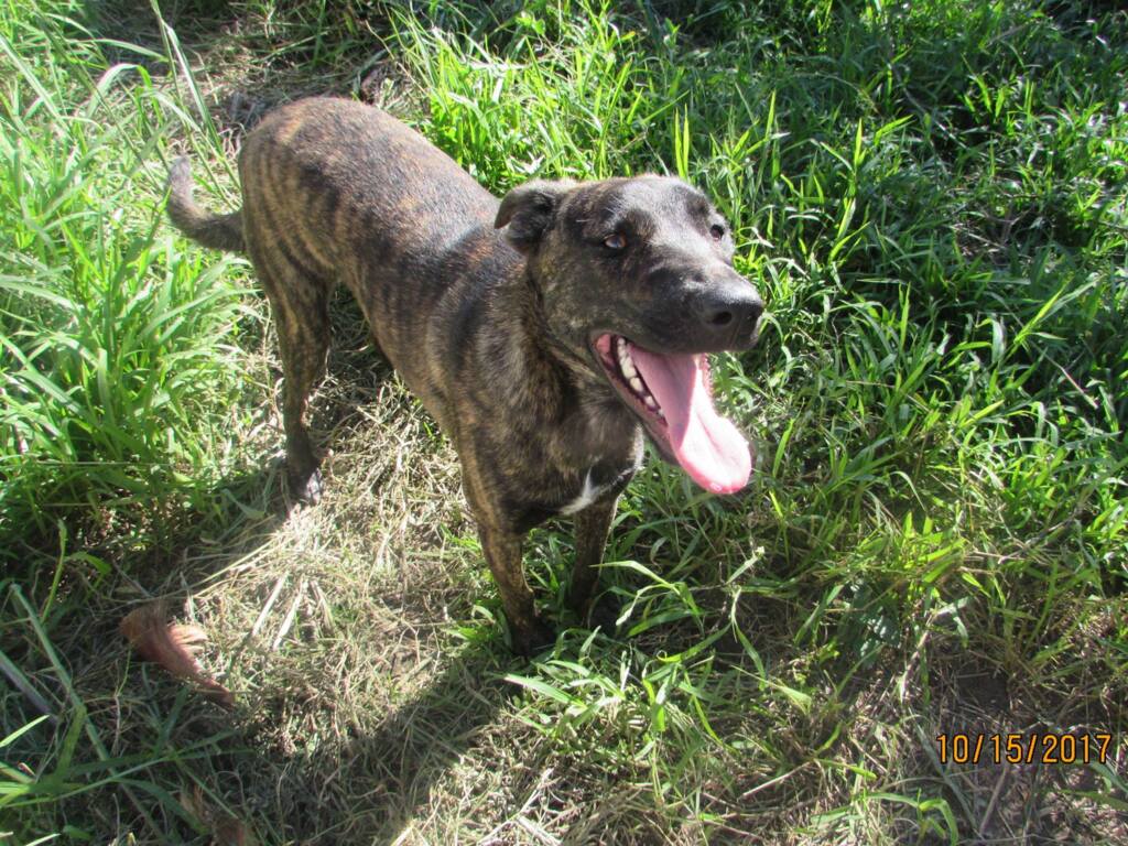 Cachorro, porte G, 11 meses