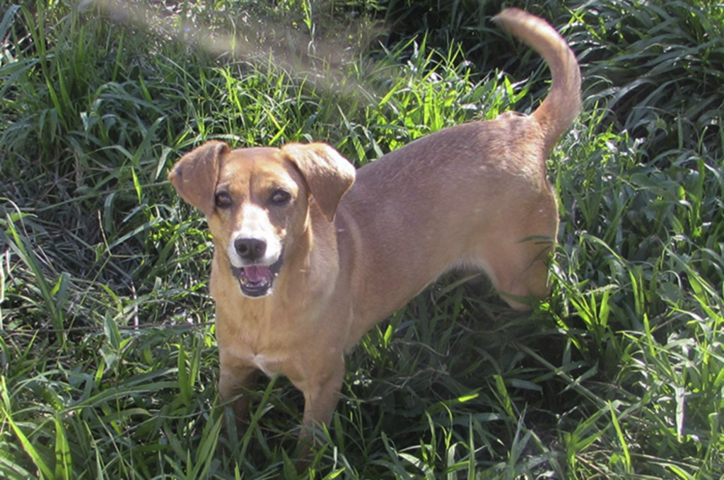 Cachorra, porte M, 3 anos