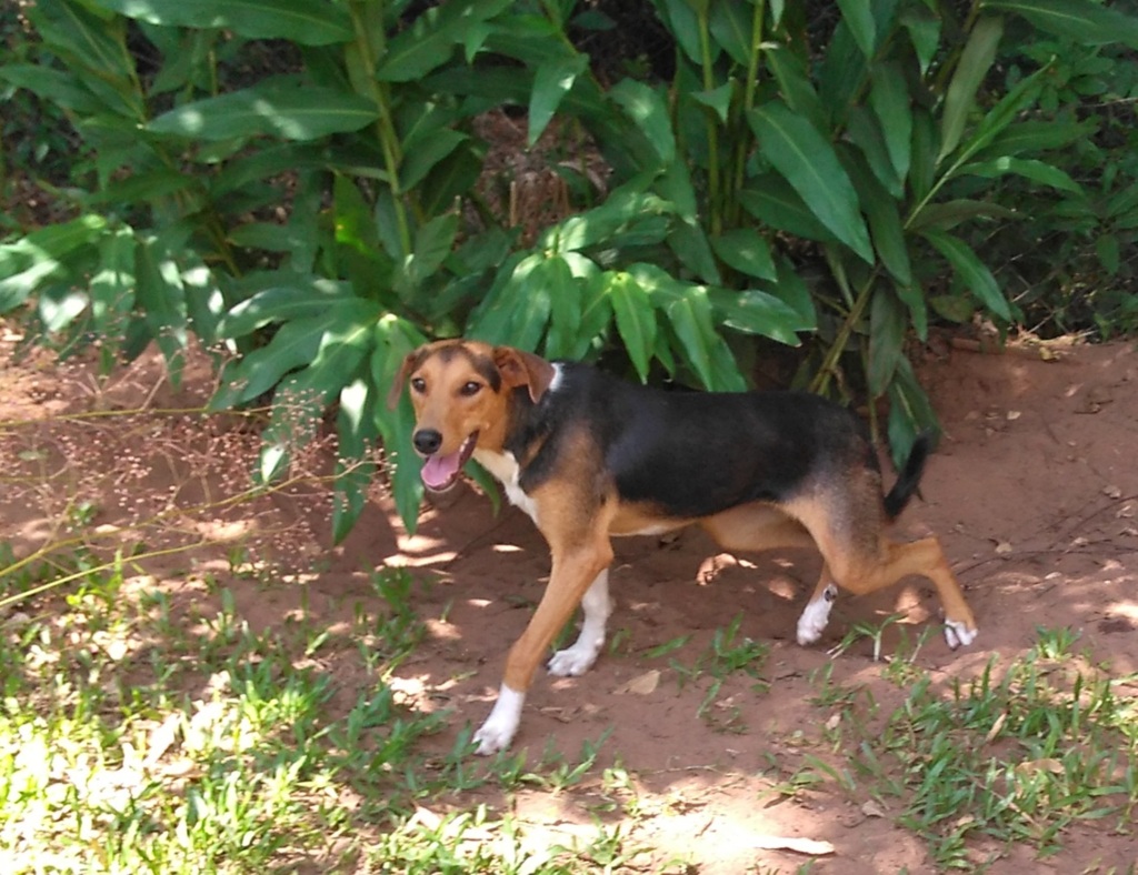 Eleven, porte G, 1 ano e 9 meses