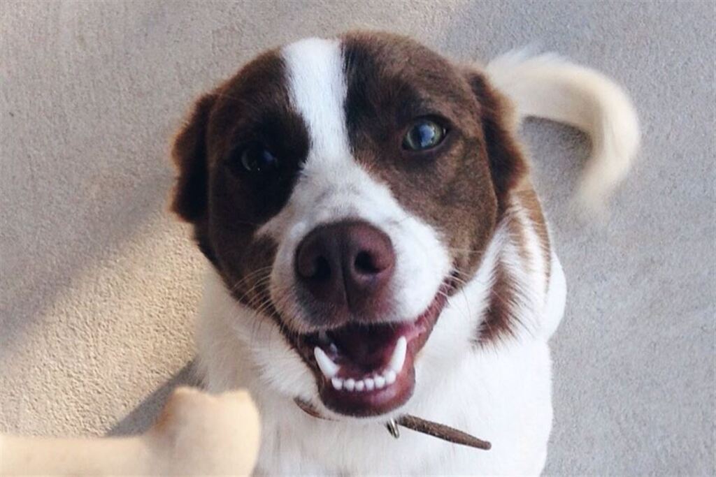 Comemore o Dia do Cão e envie a foto do seu pet para o Diário
