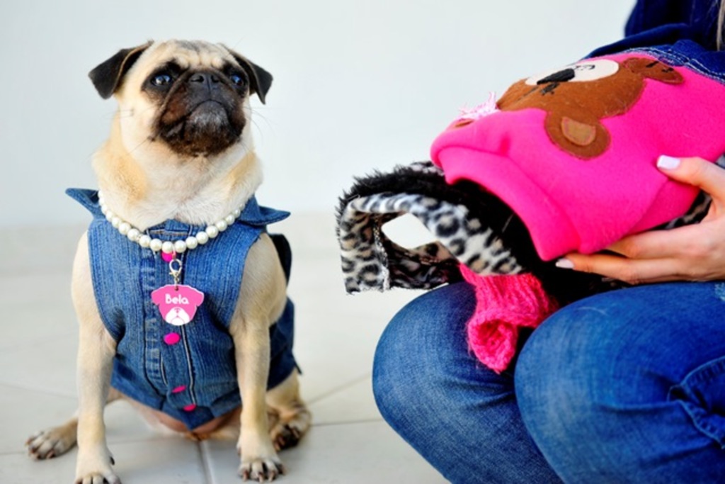 Foto: Renan Mattos (Diário) - A cadelinha Bela foi adaptada às roupas desde pequena e, de acordo com a tutora Vanessa, adora diferentes peças