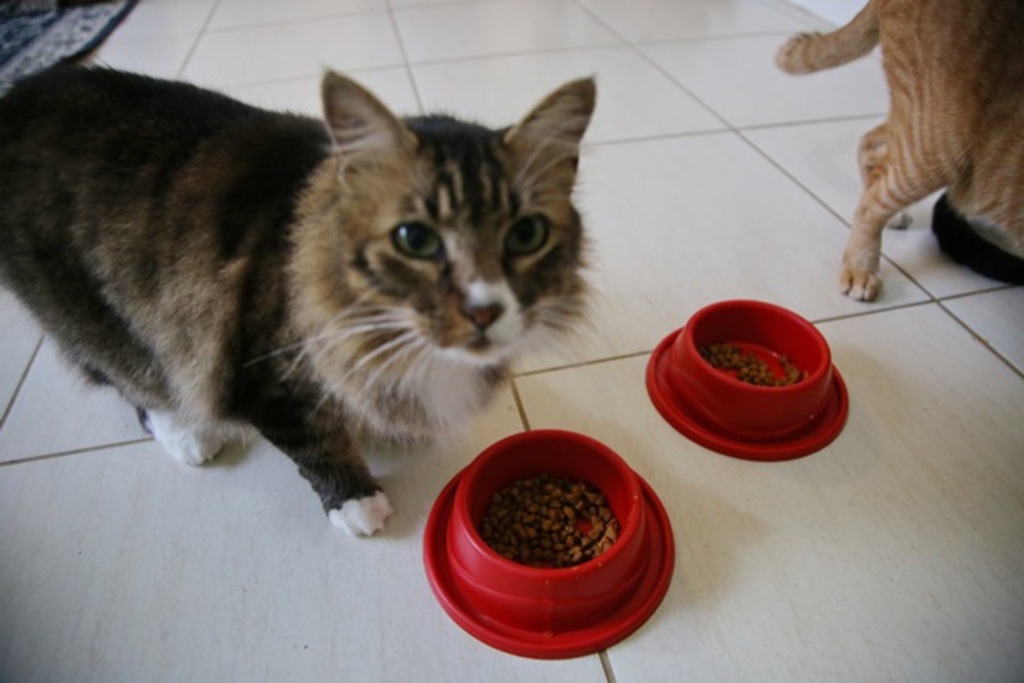 Para prevenir a toxoplasmose, vasilhas de alimentação de pets precisam de cuidados especiais