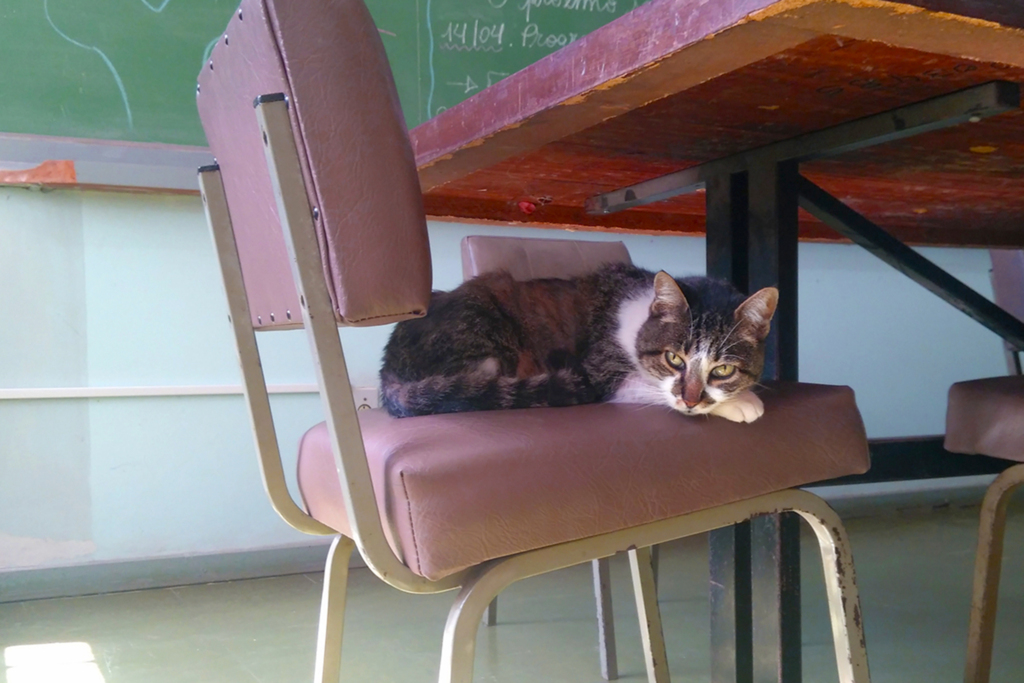 VÍDEO: Gorda, a gata mascote de uma escola de Santa Maria