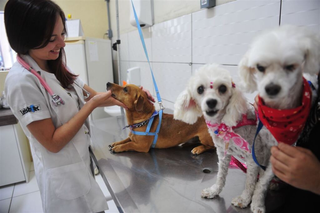 Foto: Gabriel Haesbaert (Diário) - O vira-lata Ted e o poodle Toby (à dir.) tiveram gripe. Os dois e a poodle Lady são pacientes da veterinária Letícia