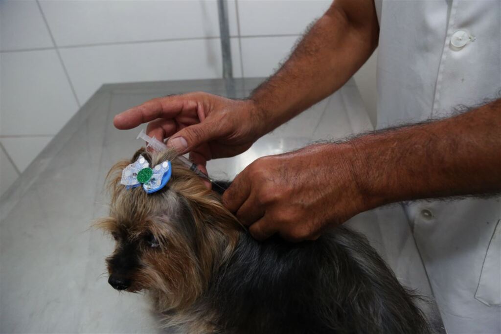 Veterinário dá dicas sobre vacinação dos pets