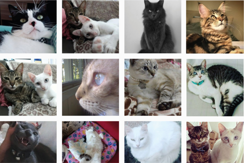 Mais de 1,5 mil gatinhos para comemorar o dia mundial do gato