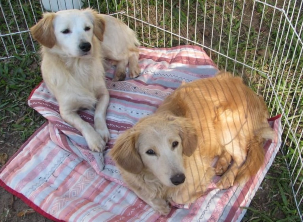 Cachorrinhos irmãos precisam de lar