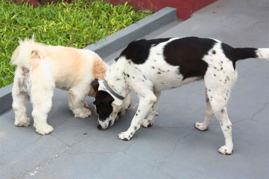 Foto: Pedro Piegas (Diário) - Os cães Toby (à esq.) e Nina usam a coleira contra a doença, que afasta o mosquito transmissor