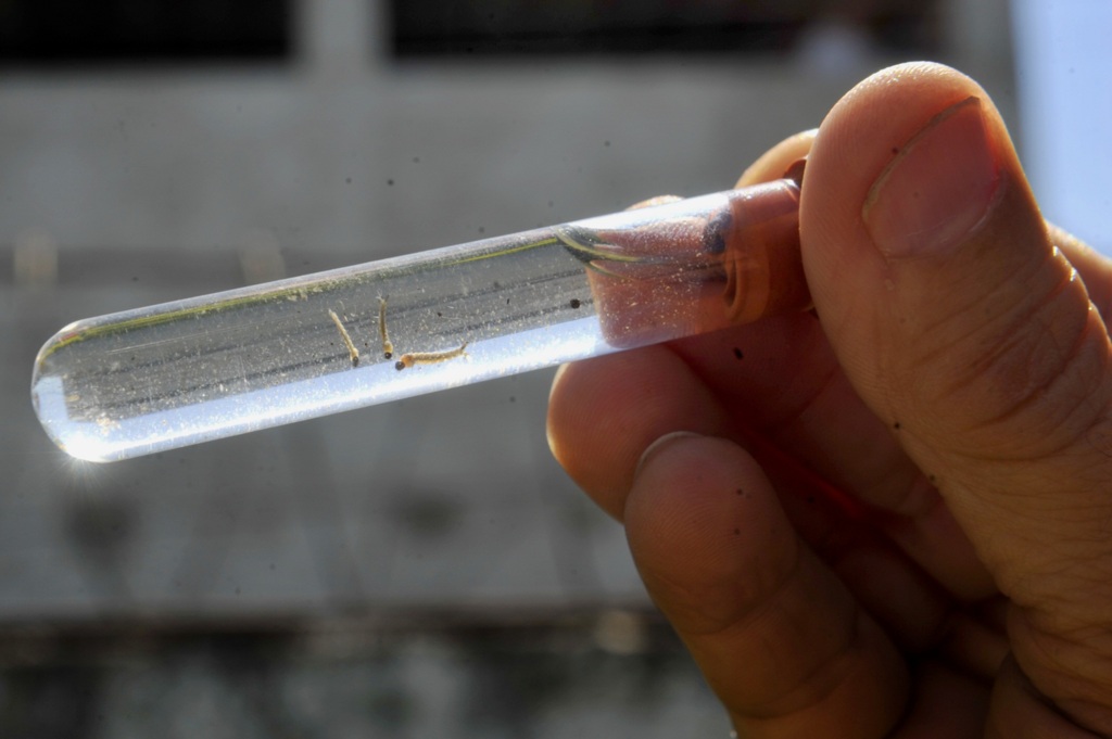 Santa Maria registra dois casos suspeitos de dengue