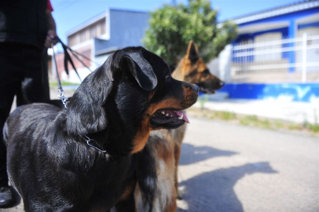 Foto: Gabriel Haesbaert (Diário) - Uma forma de prevenir a doença é deixar o ambiente em que o animal vive sempre limpo