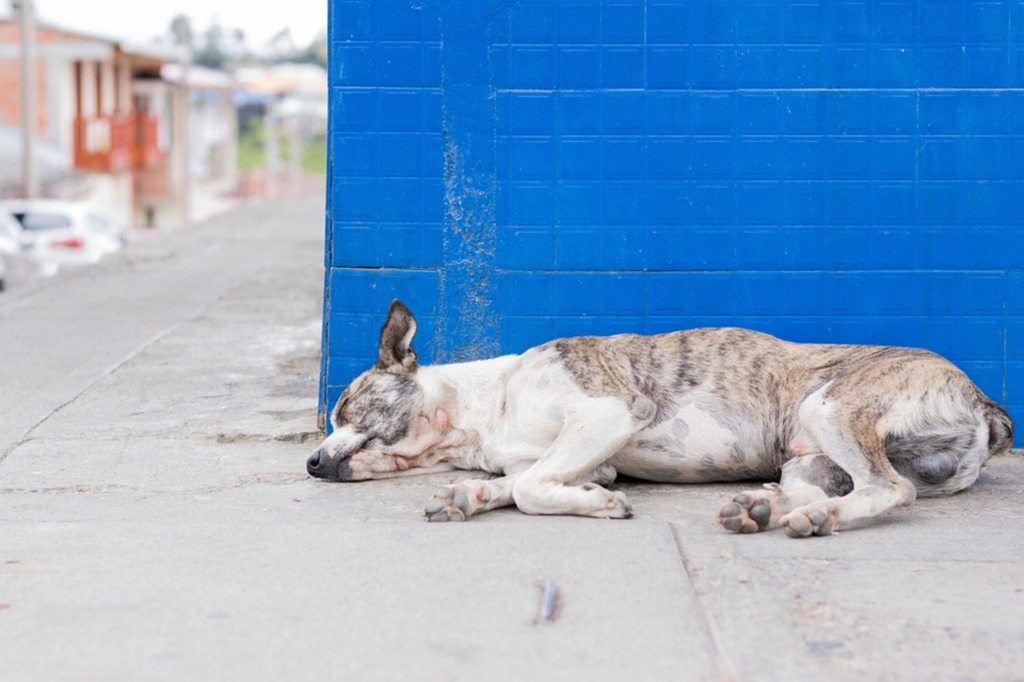 Santa Maria tem 17 suspeitas de leishmaniose em cachorros