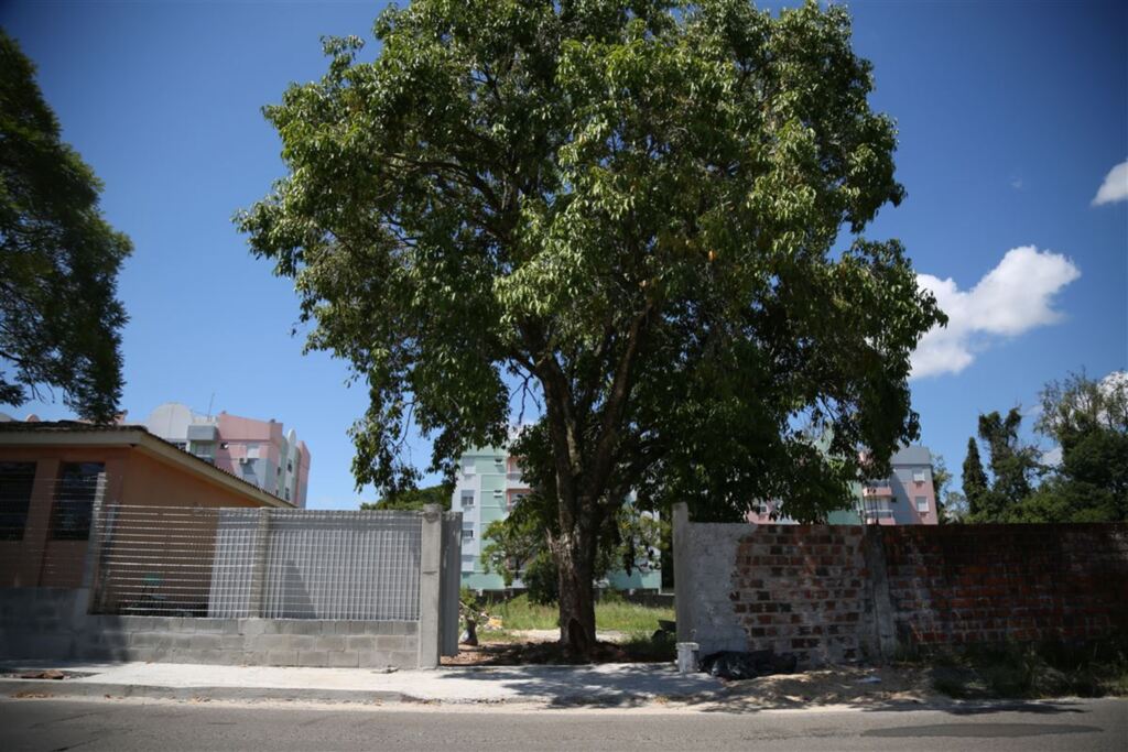 Prefeitura de Santa Maria se atrapalhou com a árvore no caminho do portão da escola