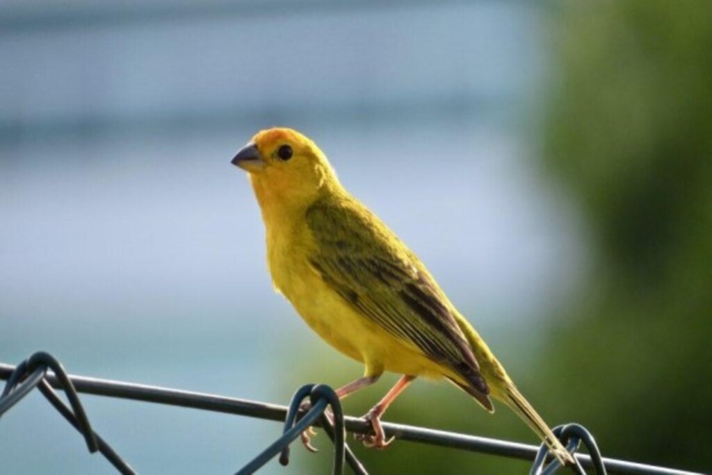 Morador é condenado por manter ilegalmente aves silvestres em cativeiro na Serra