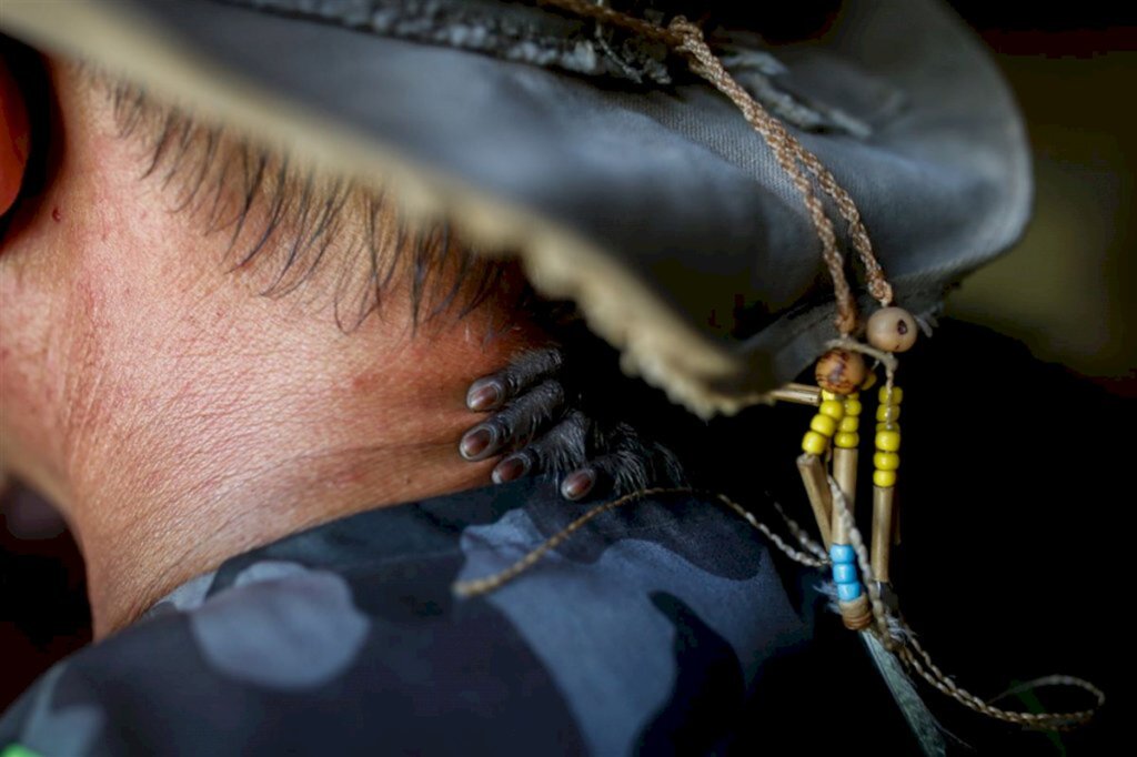 título imagem VÍDEO: policiais militares participam de curso de manejo de animais silvestres