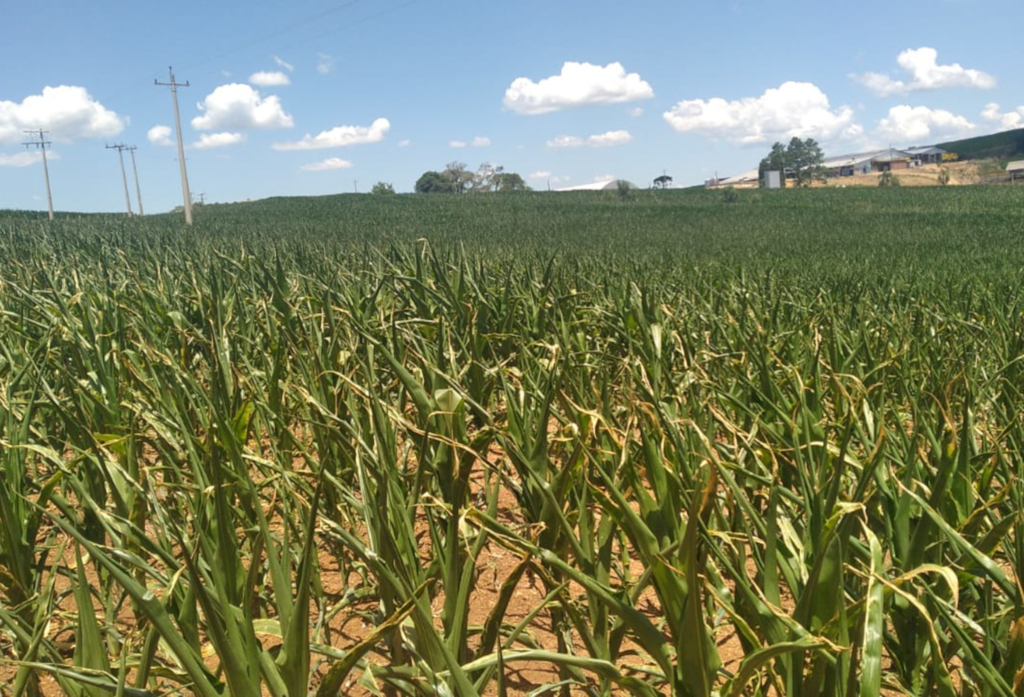 Foto: Divulgação - Plantações de milho estão entre as mais afetadas pela estiagem