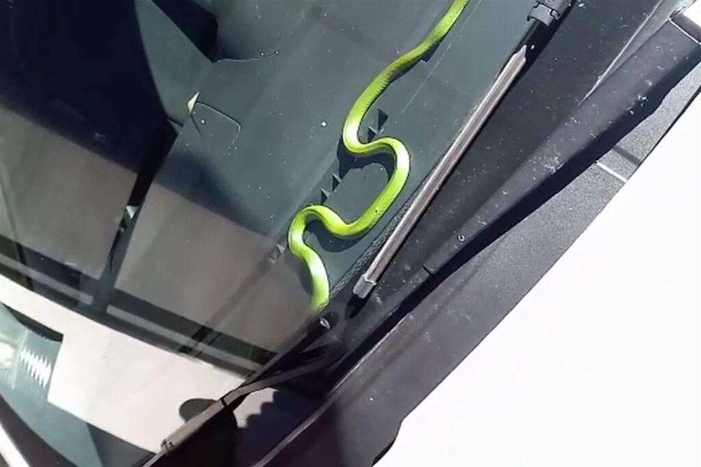 título imagem VÍDEO: cobra é encontrada no interior de carro e assusta moradores no Bairro Itararé