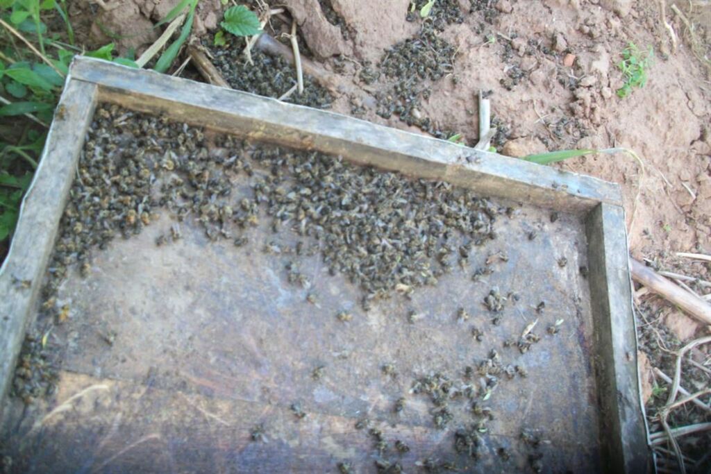 Polícia investiga morte de abelhas em Mata e São Vicente do Sul