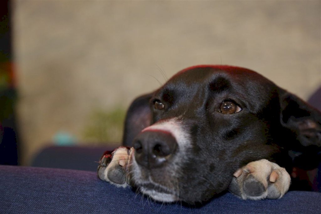 Galeria de imagens: Close no focinho do cãolaborador