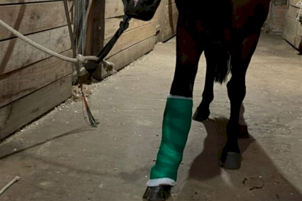 ONG precisa de doações para tratamento de cavalo abandonado e ferido