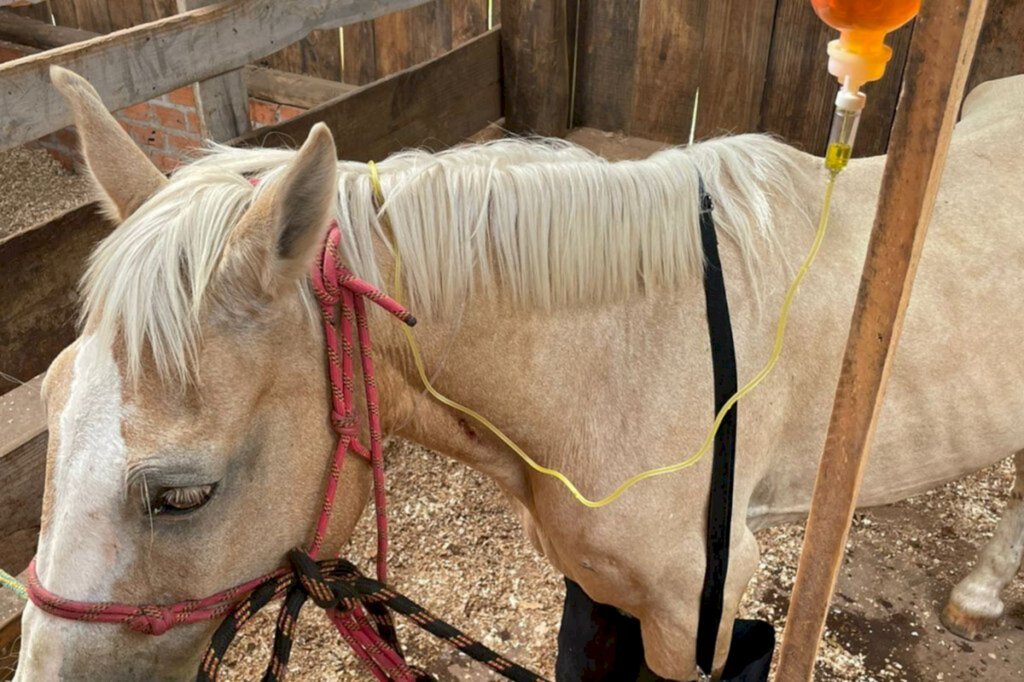 Dois cavalos furtados do instituto de Bem-Estar Animal foram resgatados